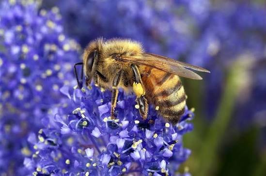 تقرير شامل عن النحل2، A comprehensive essay about bee🐝